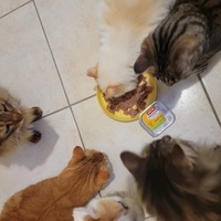 photo de livraison pour Les Coups Fourrés - ACF