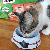 photo de livraison pour Planning-Chat