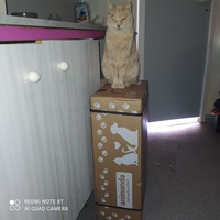 photo de livraison pour Protect Cat