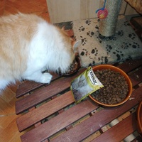 photo de livraison pour L'Ecole du Chat du Mirail