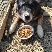 photo de livraison pour Happy Shelter Skopje