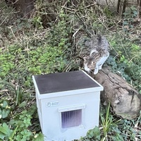 photo de livraison pour Les chats de chez nous