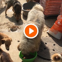 photo de livraison pour Saving Orphaned Souls Sheila's Animal Rescue Mission