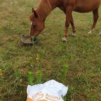 photo de livraison pour Alloue Equine Rescue