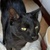 photo animal