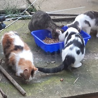 photo de livraison pour Pour l'Amour des Chats