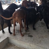 photo de livraison pour Društvo za zaštitu životinja "Bela"