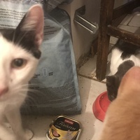 photo de livraison pour Chats-sos