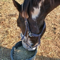 photo de livraison pour Equi-Libre : Droit à la Retraite Equine