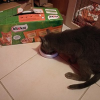 photo de livraison pour Les chats Port-Saint-Louisiens