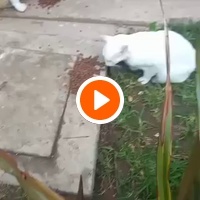 photo de livraison pour Comme Chiens et Chats Maroc