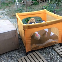 photo de livraison pour Les chats de chez nous