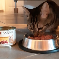 photo de livraison pour L'ANGE Laurence pour les chats