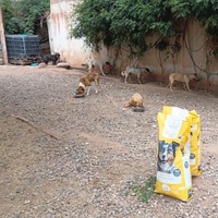 photo de livraison pour Help Adopt Moroccan Animals