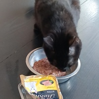 photo de livraison pour Cat Miaou