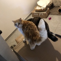 photo de livraison pour Les Chats Libres Condom 32