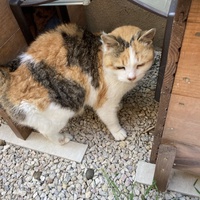 photo de livraison pour Ecole du Chat des Alpilles