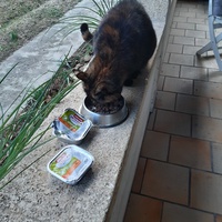 photo de livraison pour L'Arche des Amis à pattes
