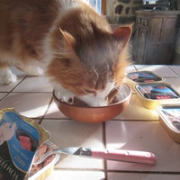 photo de livraison pour Jardin des Chats