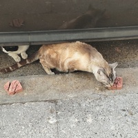 photo de livraison pour Les chats Port-Saint-Louisiens