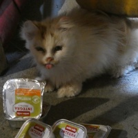 photo de livraison pour Jardin des Chats