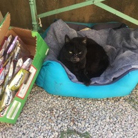 photo de livraison pour Ecole du Chat des Alpilles