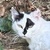 photo animal