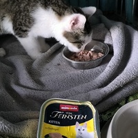 photo de livraison pour Association Chats Errants Val de Nièvre