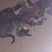 photo de livraison pour Pour l'Amour des Chats