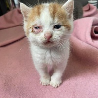 photo de livraison pour Le Chat Salonais