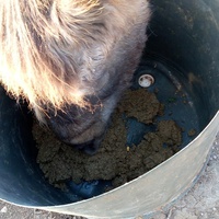 photo de livraison pour Equi-Libre : Droit à la Retraite Equine