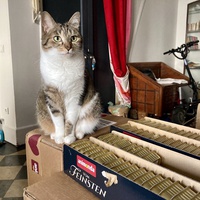 photo de livraison pour Association C.A.T.S. Chat Animal Terrien Solidarité