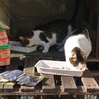 photo de livraison pour Croq'Chats