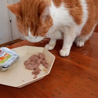 photo de livraison pour Les chats de chez nous