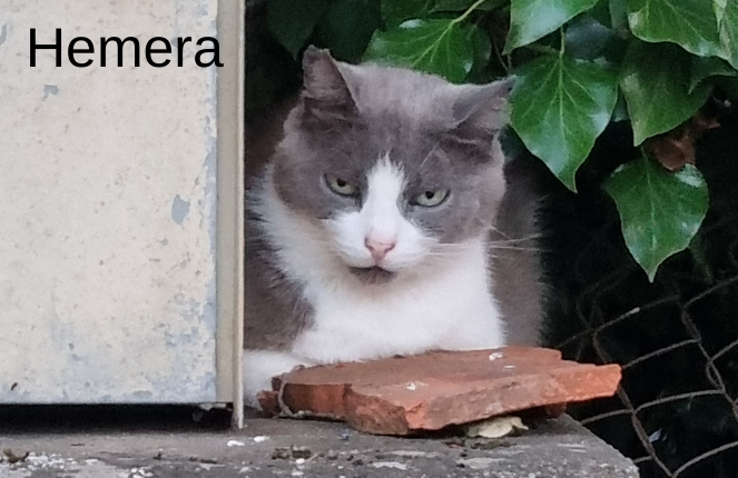 photo association