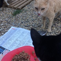 photo de livraison pour Les chats de chez nous