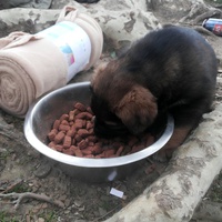 photo de livraison pour Help Doggy