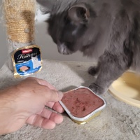 photo de livraison pour Les Chats libres de Fleurance