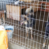 photo de livraison pour Sammelstelle für Tiere in Not e.V.