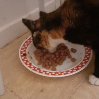 photo de livraison pour Protect Cat