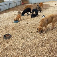 photo de livraison pour Happy Shelter Skopje