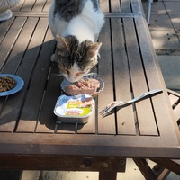photo de livraison pour Cat Miaou