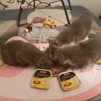 photo de livraison pour Les Chatgabonds