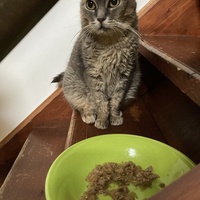 photo de livraison pour STREET CATS