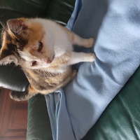 photo de livraison pour Les chats de l'Indifférence