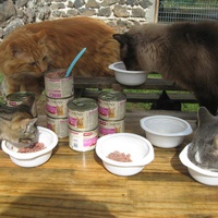 photo de livraison pour Jardin des Chats