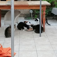 photo de livraison pour Boule de Poils