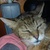 photo animal