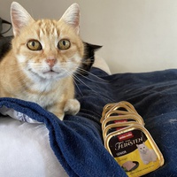 photo de livraison pour Les chats de Feelin’ Good