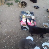 photo de livraison pour Les Chats-Pitresdelavi-Ste